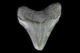 Juvenile Megalodon Tooth - Georgia #75402-1
